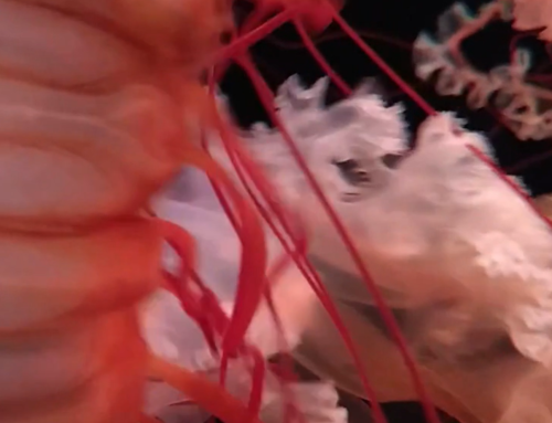 VideoHaiku | Liminal Life #1