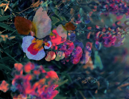 Poem | TO THE EL DORADO COMMUNITY GARDEN EXECUTIVE RULES COMMITTEE